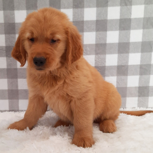 Golden Retriever Puppy Roxette