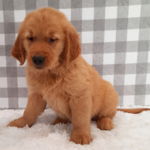 Golden Retriever Puppy Roxette