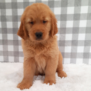 Golden Retriever Puppy Roxette