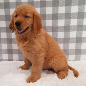 Golden Retriever Puppy Roxette