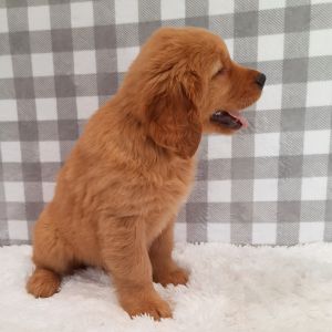 Golden Retriever Puppy Roxette