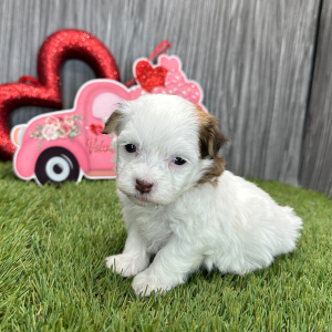 Havanese Puppy Joy