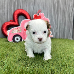 Havanese Puppy Joy