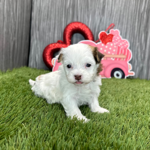 Havanese Puppy Joy