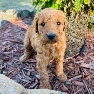 Goldendoodle Puppy Chloe