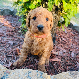 Goldendoodle Puppy Chloe