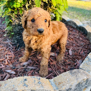 Goldendoodle Puppy Chloe