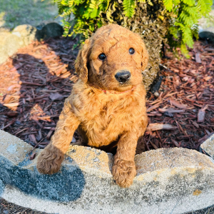 Goldendoodle Puppy Chloe