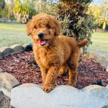 Goldendoodle Puppy Chloe