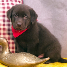 Labrador Retriever Puppy Peter