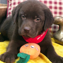 Labrador Retriever Puppy Peter