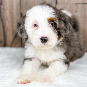 Bernedoodle Puppy Mickey