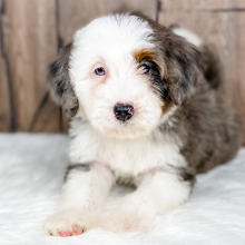 Bernedoodle Puppy Mickey