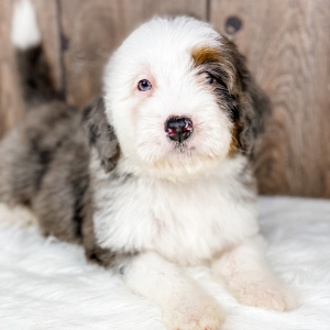 Bernedoodle Puppy Mickey