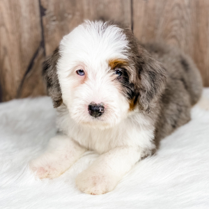 Bernedoodle Puppy Mickey
