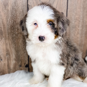 Bernedoodle Puppy Mickey