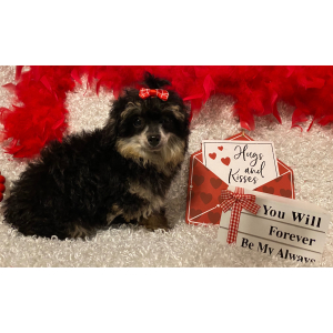 Poodle Puppy Ruthie