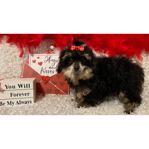 Poodle Puppy Ruthie
