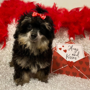 Poodle Puppy Ruthie