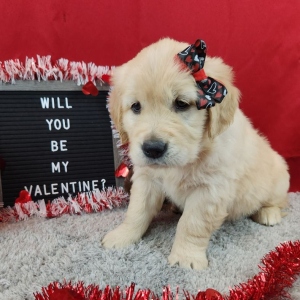 Golden Retriever Puppy Leila
