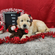 Golden Retriever Puppy Leila