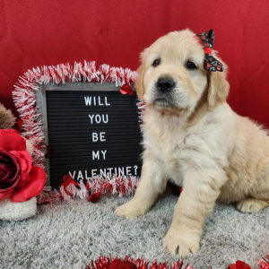 Golden Retriever Puppy Leila