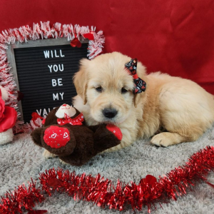 Golden Retriever Puppy Leila
