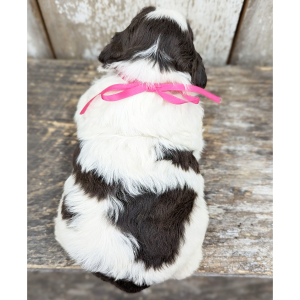Portuguese Water Dog Puppy Foxy