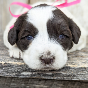 Portuguese Water Dog Puppy Foxy