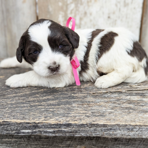 Portuguese Water Dog Puppy Foxy