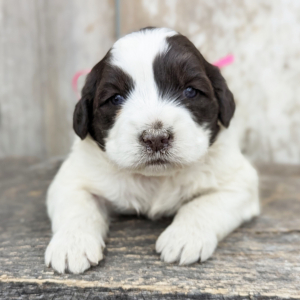Portuguese Water Dog Puppy Foxy