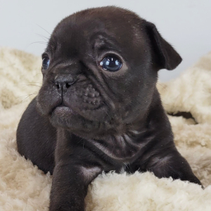 French Bulldog Puppy Remma