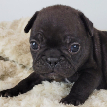 French Bulldog Puppy Remma