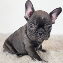 French Bulldog Puppy Remma