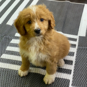 Aussiedoodle Puppy Rusty