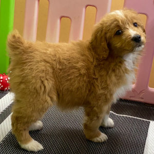 Aussiedoodle Puppy Rusty