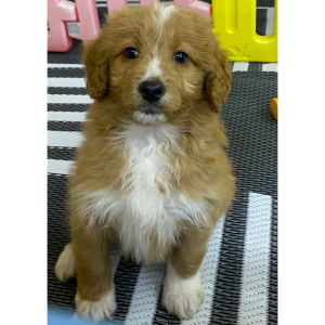 Aussiedoodle Puppy Rusty