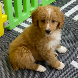 Aussiedoodle Puppy Rusty