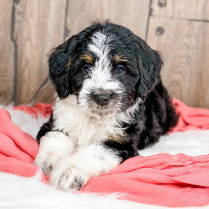 Bernedoodle Puppy Paige