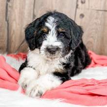 Bernedoodle Puppy Paige