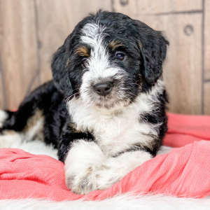 Bernedoodle Puppy Paige