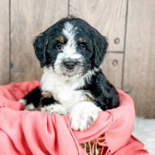 Bernedoodle Puppy Paige