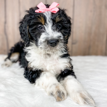 Bernedoodle Puppy Paige