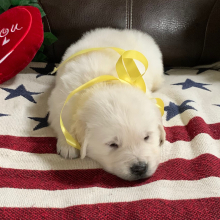 Golden Retriever Puppy Blizzard