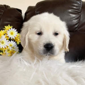 Golden Retriever Puppy Blizzard