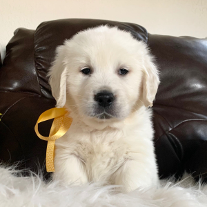 Golden Retriever Puppy Blizzard