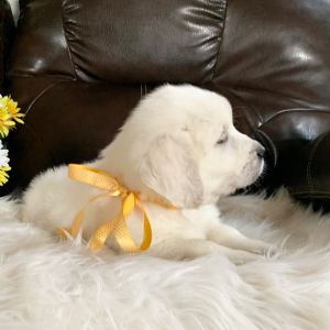 Golden Retriever Puppy Blizzard