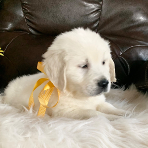 Golden Retriever Puppy Blizzard
