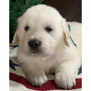 Golden Retriever Puppy BoBo Jr
