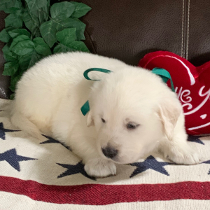 Golden Retriever Puppy BoBo Jr